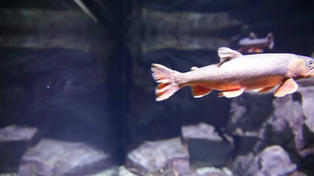 Beautiful Fish inside the aquarium