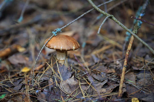 Mushrooms in nature with shallow depth of field