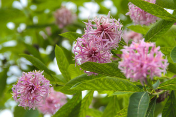 Pompon-Baum - Dais cotinifolia - Pompon Tree  Blüten