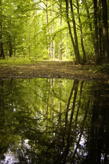Obraz premium summer forest with lake reflection