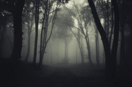 forest in fog with path