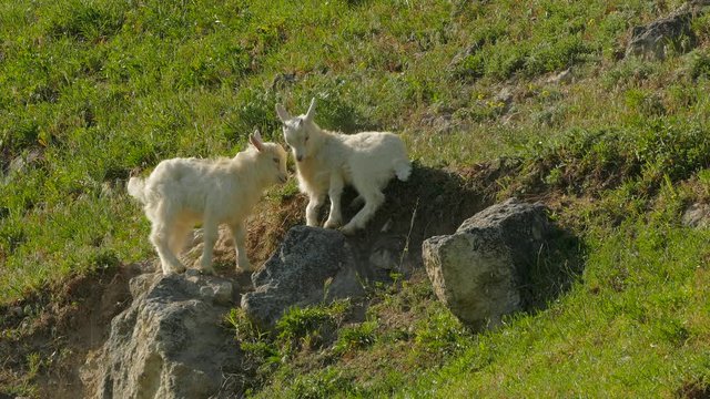 Little Goats Butting On Meadow