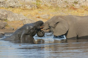Elefanten baden im Wasserloch (Etosha Nationalpark)