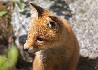 Cute fox puppy close up. Red fox (Vulpes vulpes) cub in portrait. Sweet little wild animal with a big rock on the background.