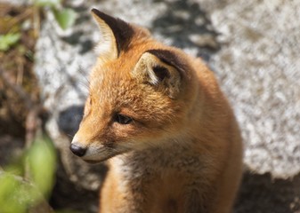 Cute fox puppy close up. Red fox (Vulpes vulpes) cub in portrait. Sweet little wild animal with a big rock on the background.