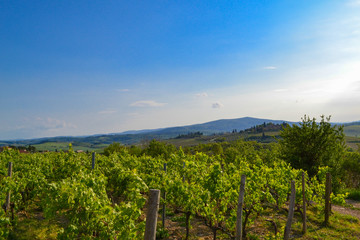 Fototapeta premium Panoramic view of a vineyard in the Tuscan countryside