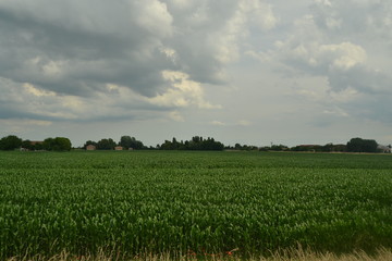 agriculture