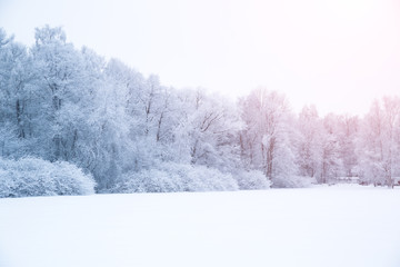 Winter background, landscape. Winter trees in wonderland. Winter