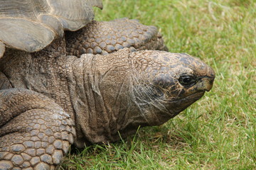 Obraz premium The Head of a Large and Old Tortoise.