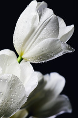 Panele Szklane  przyciemniony obraz zbliżenie bukiet białych tulipanów z kroplami wody