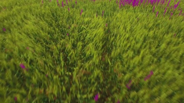 aerial view of a large field of beautiful purple flowers irises
