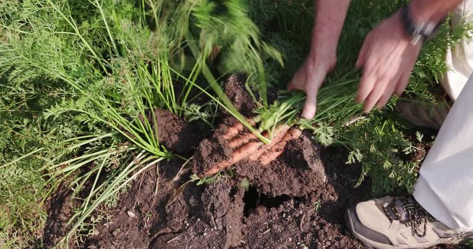 4K farmer digging up fresh carrots from field