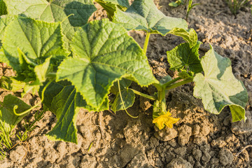 Cucumis sativus L..
