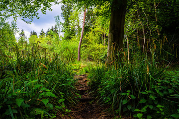 Obraz premium Footpath in a forest - horizontal