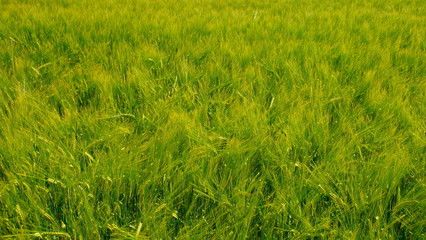 Nahaufnahme eines grünen Gerstenfeldes bei leichtem Wind  in der Sonne