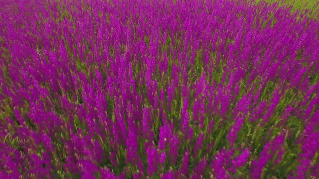 aerial view of a large field of beautiful purple flowers irises