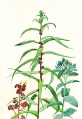 Garden plants herbs, Botanical illustration, watercolor painting