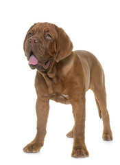 puppy Dogue de Bordeaux