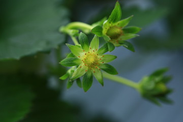 Fresh Strawberry in farm