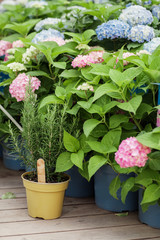 Hydrangea. Flower in flower`s shop . Summer time. Garden decor