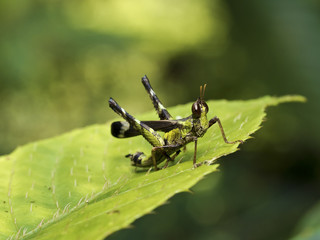 grasshopper,Erianthella formosana