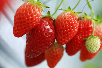 Fresh Strawberry in farm