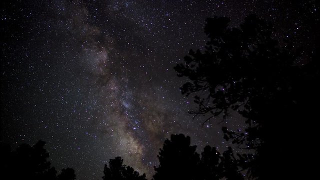 Milky Way stars high above a pine forest - time lapse
