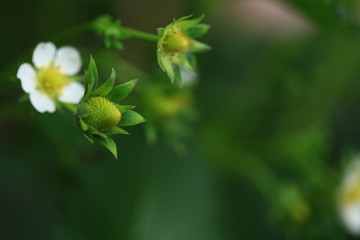 Fresh Strawberry in farm