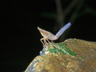 Issidae nymph,insect