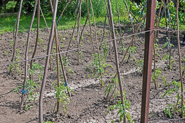 Fototapeta na wymiar Tomato Seedlings in the Garden Supports with Wooden Poles