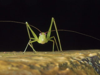 bush cricket,katydid,Tettigoniidae