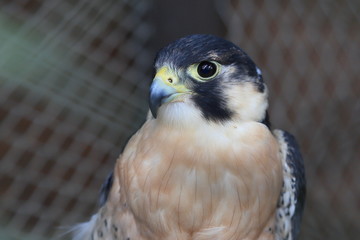 falcon
