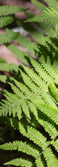 Mountain Ferns