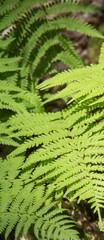 Mountain Ferns