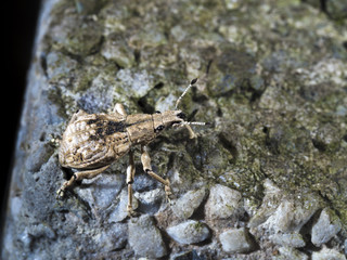 Weevil,Curculionidae
