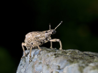 Weevil,Curculionidae