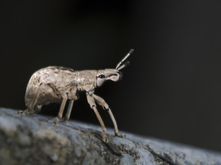 Weevil,Curculionidae