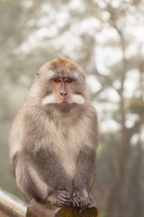 Wild monkey close up, Indonesia, Bali.