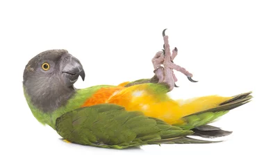 Gordijnen Senegal papegaai in studio © cynoclub