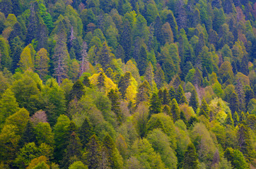 Coniferous forest as a background for design
