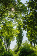 Obraz premium Sunlight shines on a bunch of Trees in summer - vertical