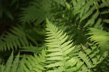 Mountain Ferns