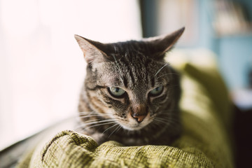 Beautiful tabby cat on the top of a couch