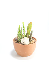 Isolated small cactus