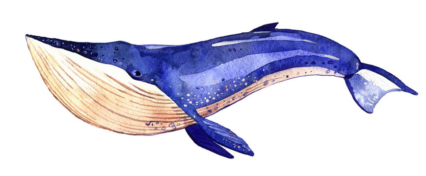 watercolor whale, hand painted illustration isolated on white background