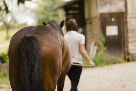 Young woman leading brown horse