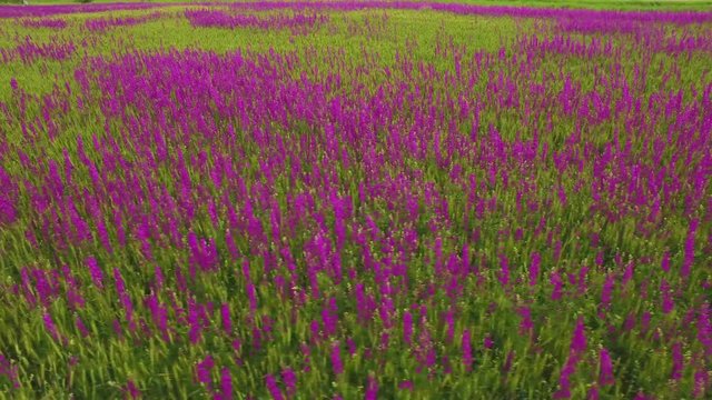 aerial view of a large field of beautiful purple flowers irises