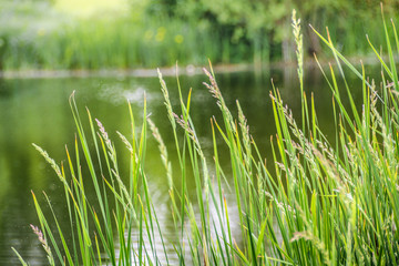 Obraz premium Long grasses with flowers on lakeside in summer