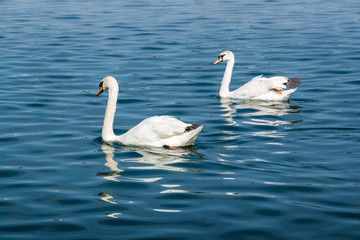 Fototapeta premium Two swans swimming together in a lake