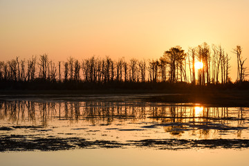 Silhouette of Trees at Sunrise Reflecting in Water